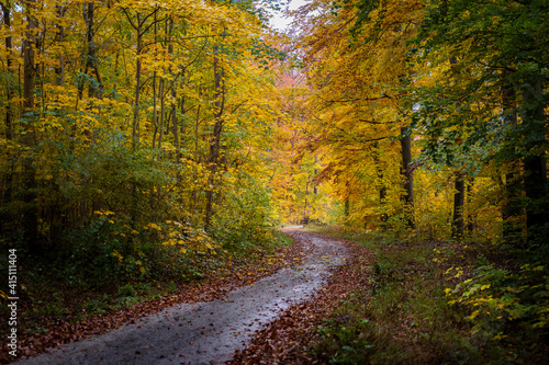 Fototapeta Naklejka Na Ścianę i Meble -  road in forest during autumn 