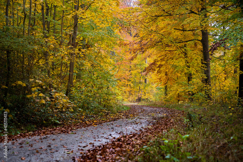 road in forest in autumn season