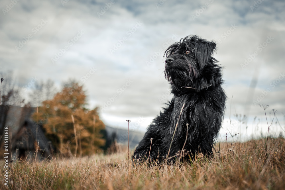 black dog at the meadow