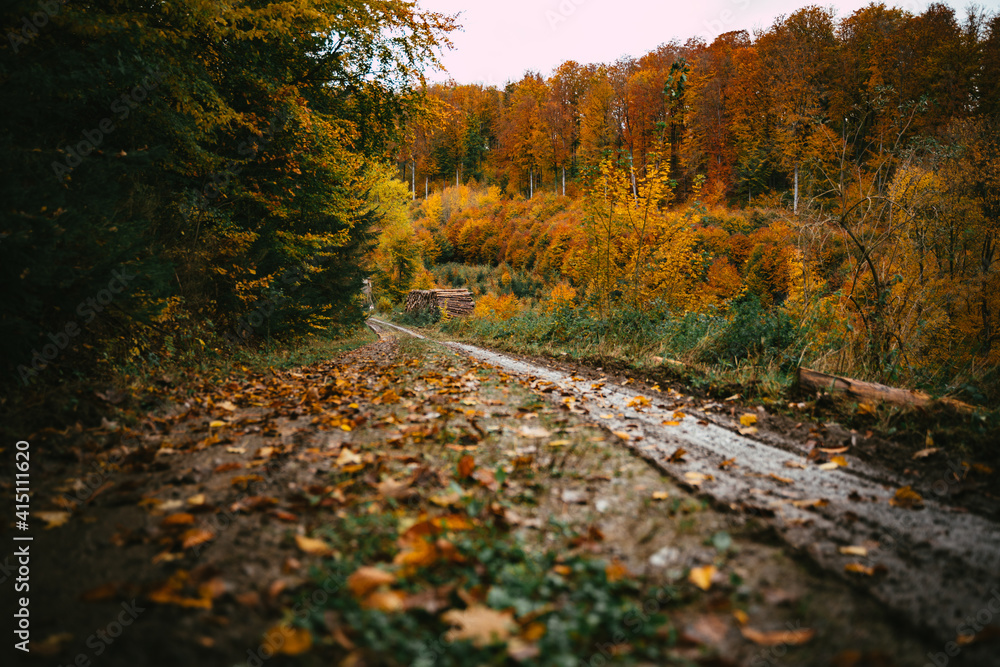 muddy road in the forest