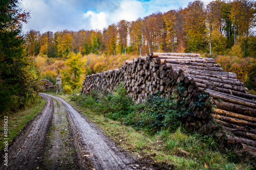 autumn in the forest with timber