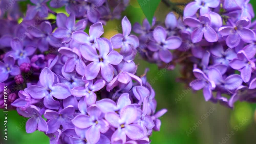 a beautiful branch of blooming lilacs with a happy cinquefoil on a blooming bud swaying in the wind a beautiful branch of blooming lilacs with a happy cinquefoil on a blooming bud swaying in the wind