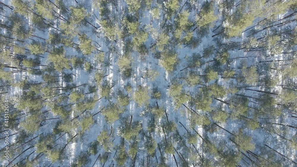 Top down aerial of treetops in beautiful forest in winter Top down aerial of treetops in beautiful forest in winter