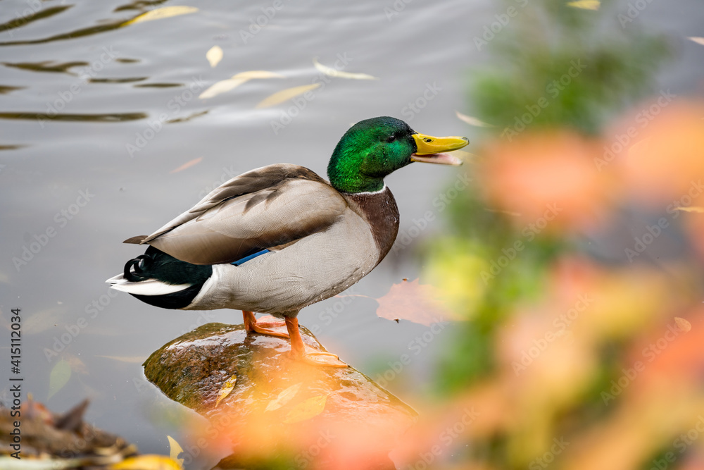 duck at the pond shouting duck at the pond shouting