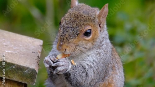 The eastern gray squirrel (Sciurus carolinensis), also known as the grey squirrel depending on region, is a tree squirrel in the genus Sciurus. photo