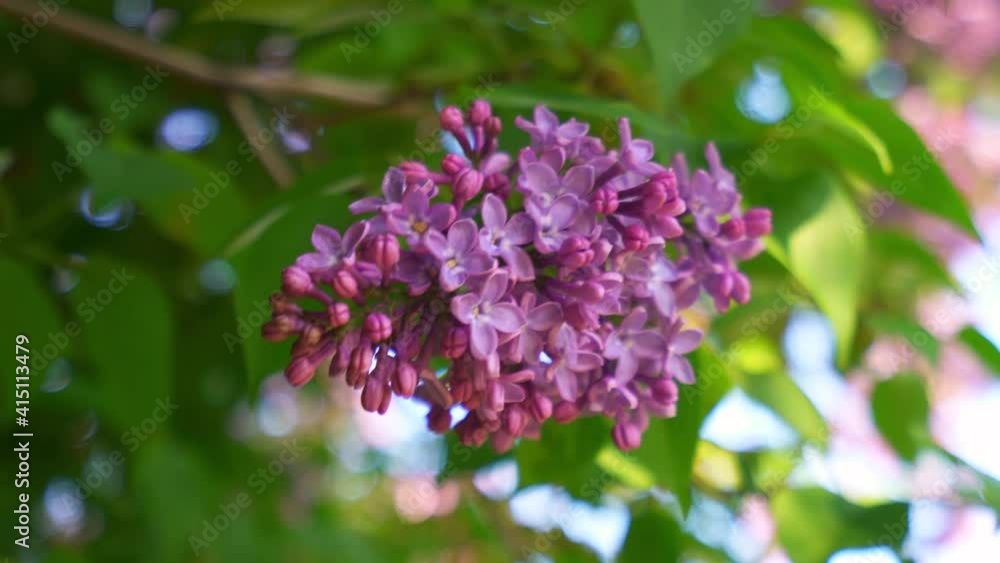 beautiful branch of blooming lilac against the background of fresh green foliage and blue sky, swaying in the wind beautiful branch of blooming lilac against the background of fresh green foliage and blue sky, swaying in the wind