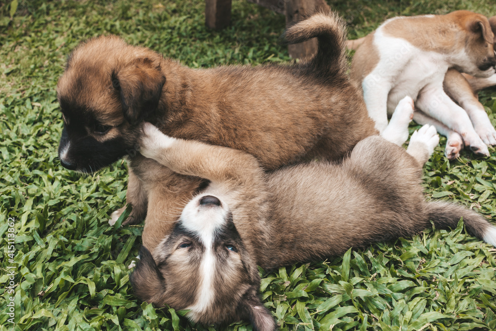 Foto de Puppies wrestle each other outdoors, with one mounted on top of
