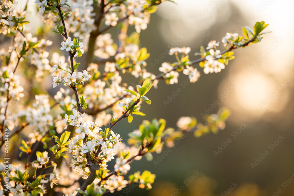 Branch of the blossoming cherry tree.