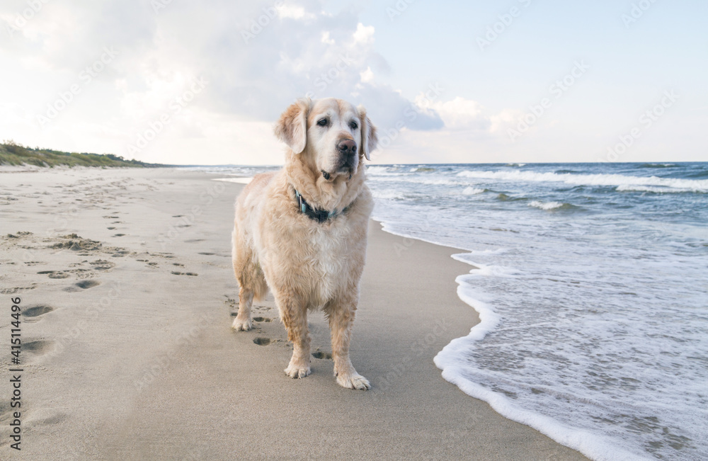 Beautiful Golden Retriever dog on beach during sunset. Beautiful Golden Retriever dog on beach during sunset.