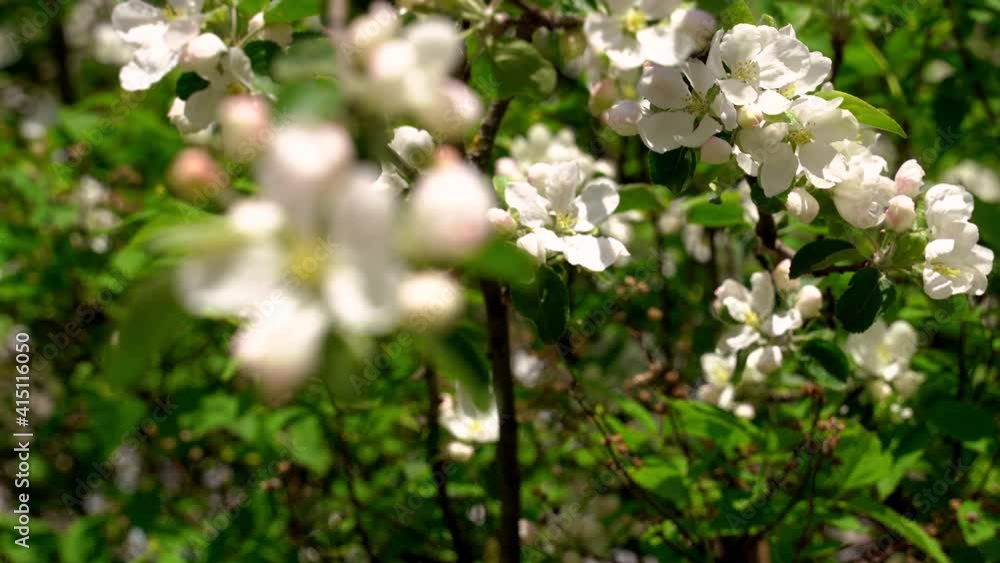 a beautiful flowering branch of an apple tree with large large white flowers sways in the wind. then focus shifts to one flower on a branch a beautiful flowering branch of an apple tree with large large white flowers sways in the wind. then focus shifts to one flower on a branch