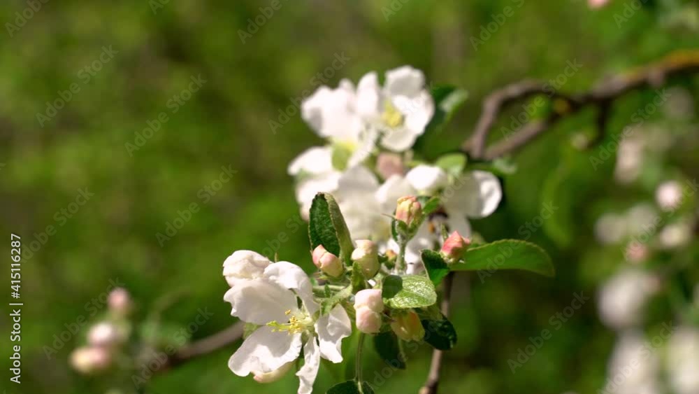 bumblebee pollinates white spring flowers of apple tree on a branch, flying from flower to flower bumblebee pollinates white spring flowers of apple tree on a branch, flying from flower to flower