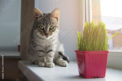 A gray cute cat on the windowsill looks at the camera, there is a pot of grass for kittens nearby. Pet care concept.