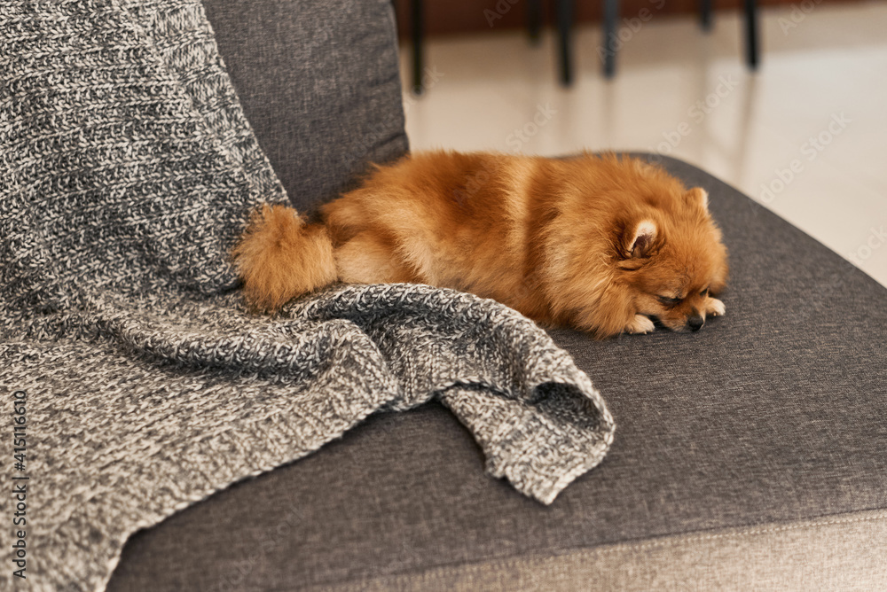 how much do pomeranians sleep