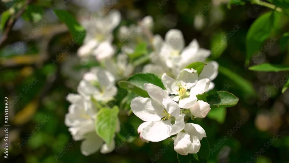 beautiful blooming apple tree branch with large white flowers swaying in the wind beautiful blooming apple tree branch with large white flowers swaying in the wind