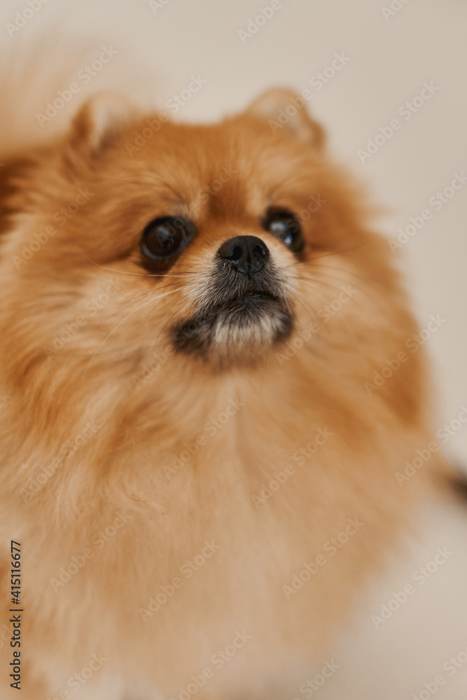 Close-up portrait of pomernian dog of ginger color. Pomeranian spitz Close-up portrait of pomernian dog of ginger color. Pomeranian spitz