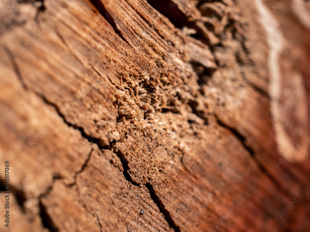 wood texture wood texture