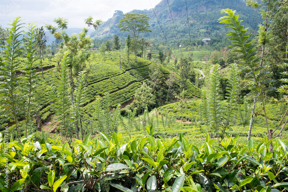 Teeplantage auf Sri Lanka