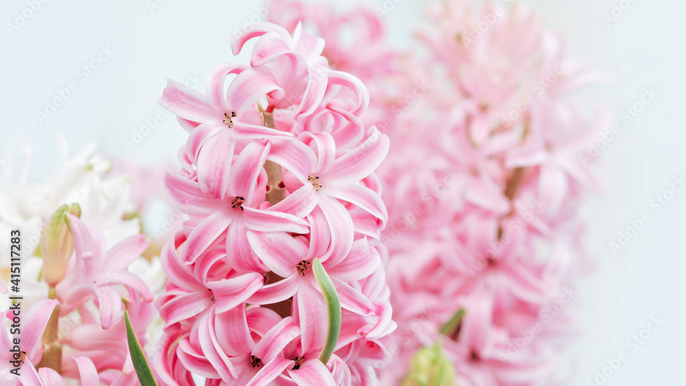 Spring floral background. Macro of Hyacinth Pink Spring flowers on light background. perfume of blooming hyacinths symbol of early spring. concept of holiday, celebration, women day. Mother day
