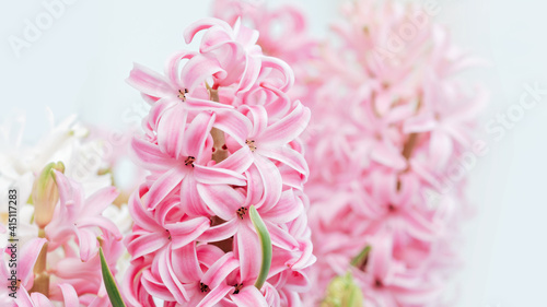 Spring floral background. Macro of Hyacinth Pink Spring flowers on light background. perfume of blooming hyacinths symbol of early spring. concept of holiday, celebration, women day. Mother day 