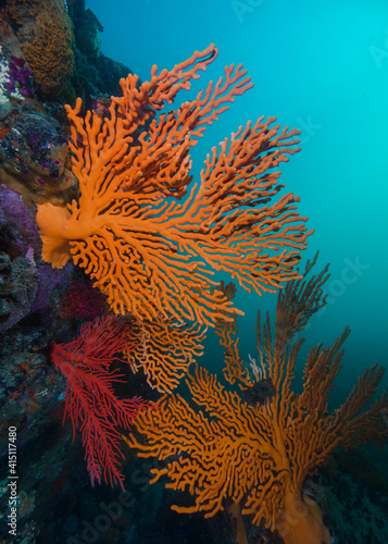 Sinuous sea fans (Eunicella tricoronata) growing on the rock with turquoise water background
