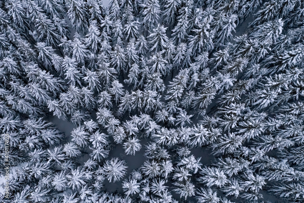 snow covered branches