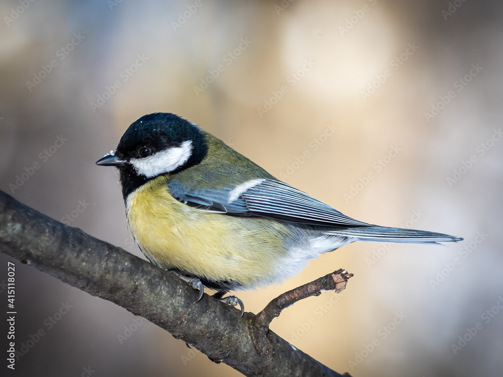 Great tit sitting on a tree twig. Little cute titmouse bird on a branch. Birds and animals theme. Wildlife photography. Parus major portrait. Great tit sitting on a tree twig. Little cute titmouse bird on a branch. Birds and animals theme. Wildlife photography. Parus major portrait.