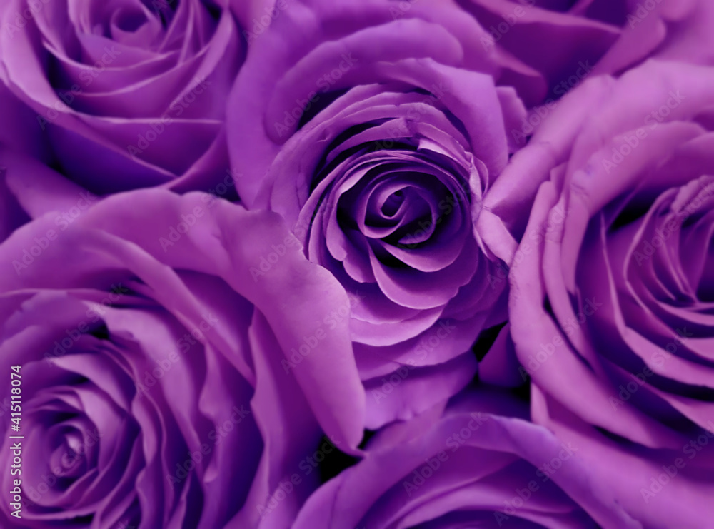 Obraz premium Beautiful purple roses closeup, floral background