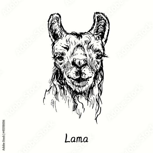 Lama face front view. Ink black and white doodle drawing in woodcut  style. Vector illustration