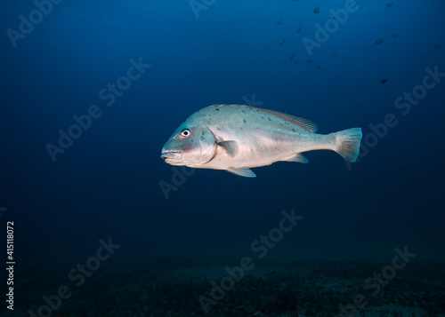 A Sailfin rubberlip fish (Sailfin sweetlip) swimming in open water