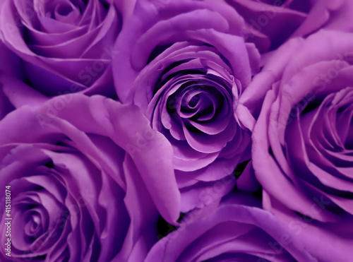 Beautiful purple roses closeup  floral background