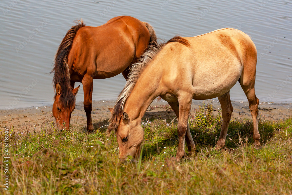 Chevaux de race Henson broutant au bord du marais Chevaux de race Henson broutant au bord du marais