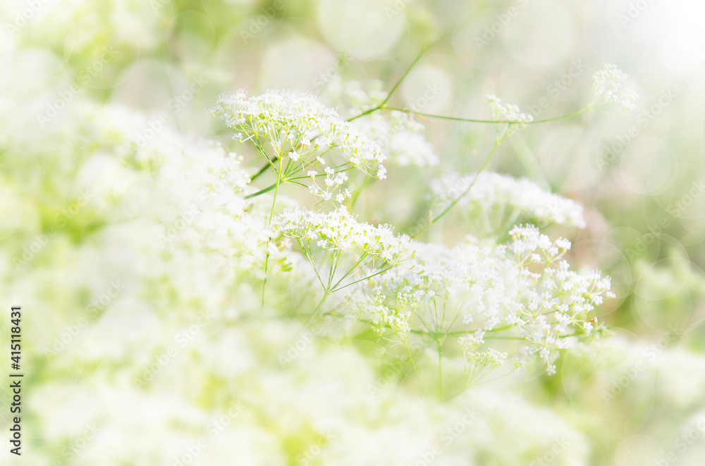 Summer floral blurred pastel colored background. Small blooming white flowers on meadow on sunny day.