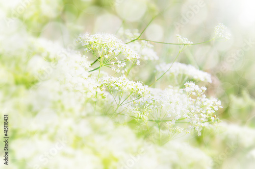 Obraz na płótnie Summer floral blurred pastel colored background. Small blooming white flowers on meadow on sunny day. w salonie
