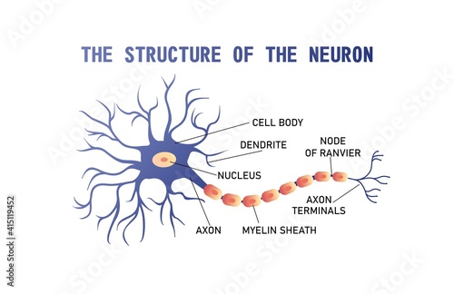 structure of the brain neuron