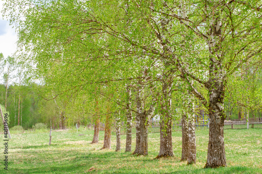 Young green foliage blooms in the trees. Birch tree with fresh green leaves in a meadow in the village. Nature awakening in spring. Rural landscape and countryside.