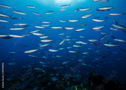 A school of Bluestreak fusilier fish (Neon fusilier) with the surface visible in the background