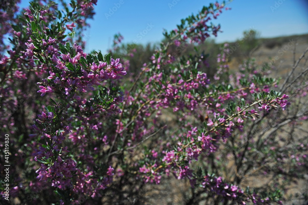 Zhambyl region, Kazakhstan - 05.17.2013 : Various shrubs and flowering vegetation on the sandy and rocky ground in the valley. Zhambyl region, Kazakhstan - 05.17.2013 : Various shrubs and flowering vegetation on the sandy and rocky ground in the valley.
