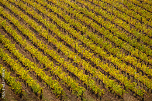 Italy  Tuscany. Vineyard in Autumn.