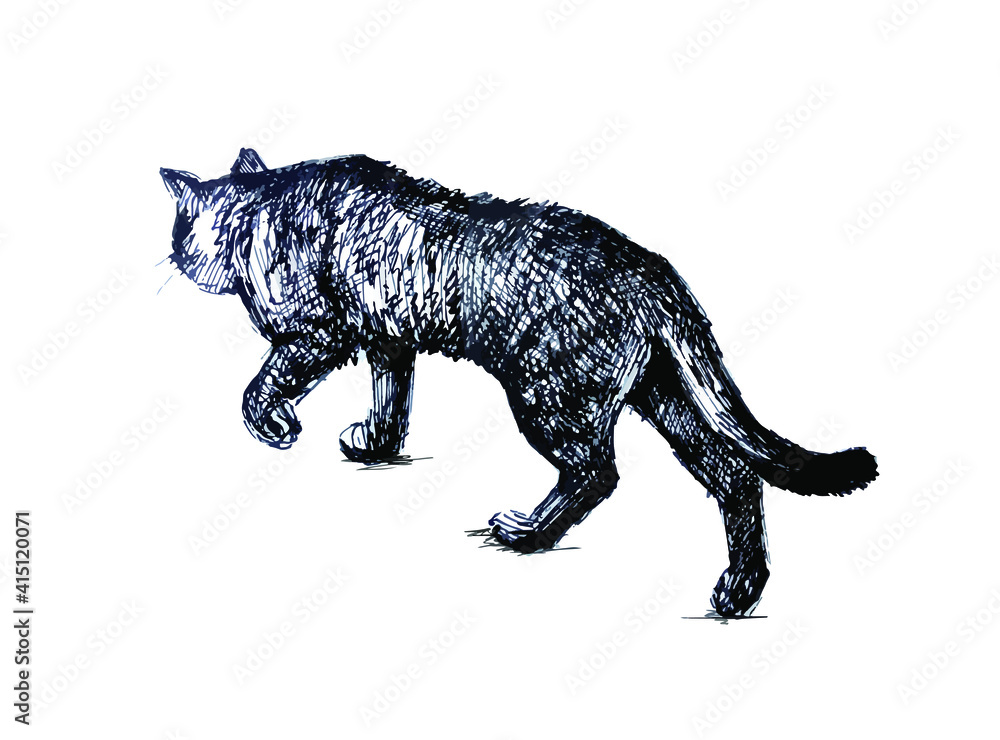 Walking cat. Realistic line drawing Walking cat. Realistic line drawing