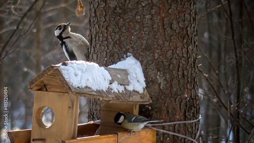 On a frosty winter day, a woodpecker and a tit on a feeder.
