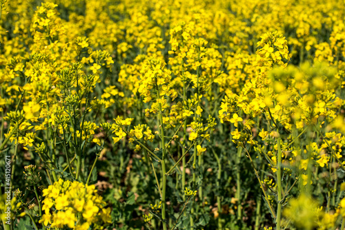Field of rapeseed, canola or colza, rape seed is plant for green energy and green industry, springtime golden flowering field.