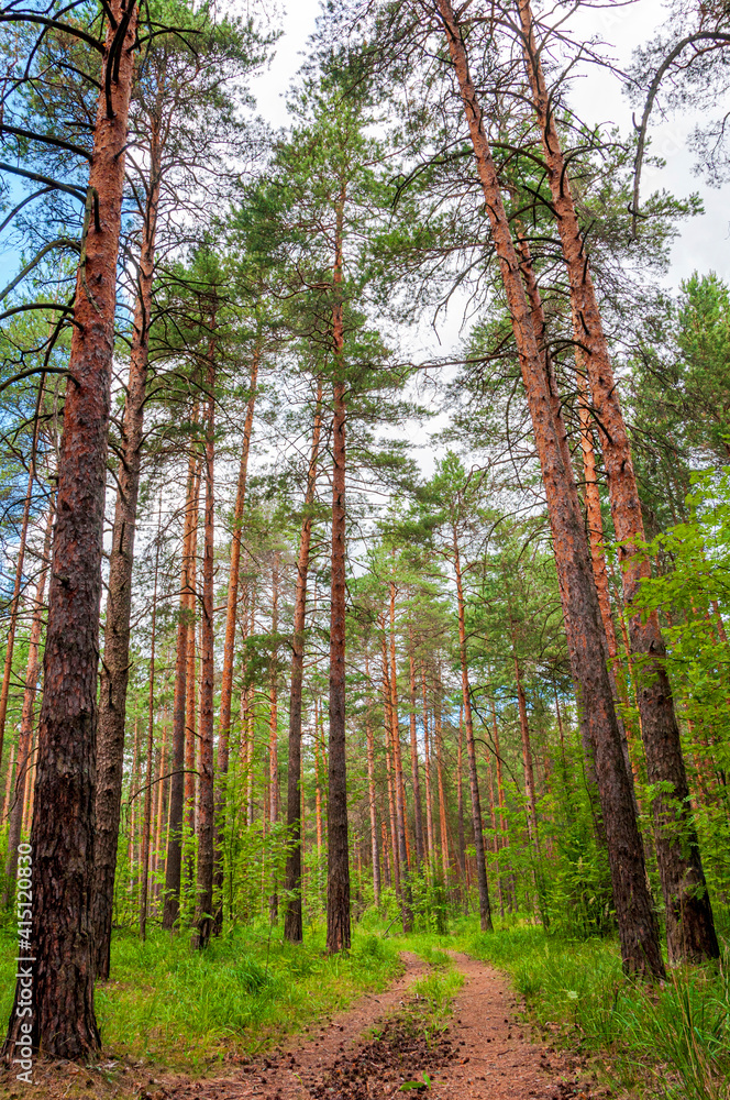 Obraz premium path in the summer pine forest
