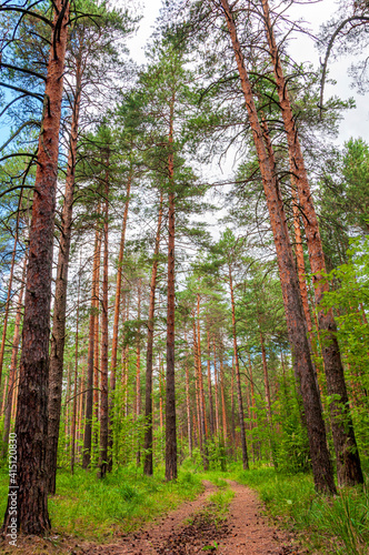 path in the summer pine forest