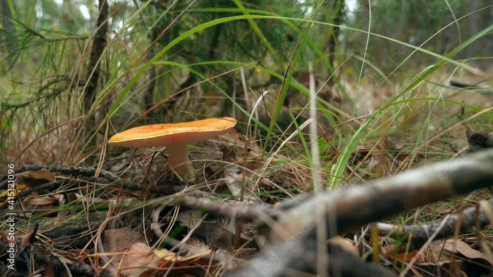 Close-up Beautiful Orange Inedible Mushroom in Forest among Grass and Pine Tree Needles. Autumn Overcast Day. x2 Slow motion 60fps 4K Close-up Beautiful Orange Inedible Mushroom in Forest among Grass and Pine Tree Needles. Autumn Overcast Day. x2 Slow motion 60fps 4K
