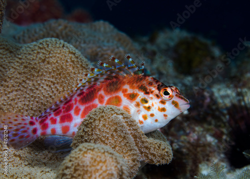 A Spotted hawkfish perched on a Blanching soft coral (Cirrhitichthys oxycephalus) photo