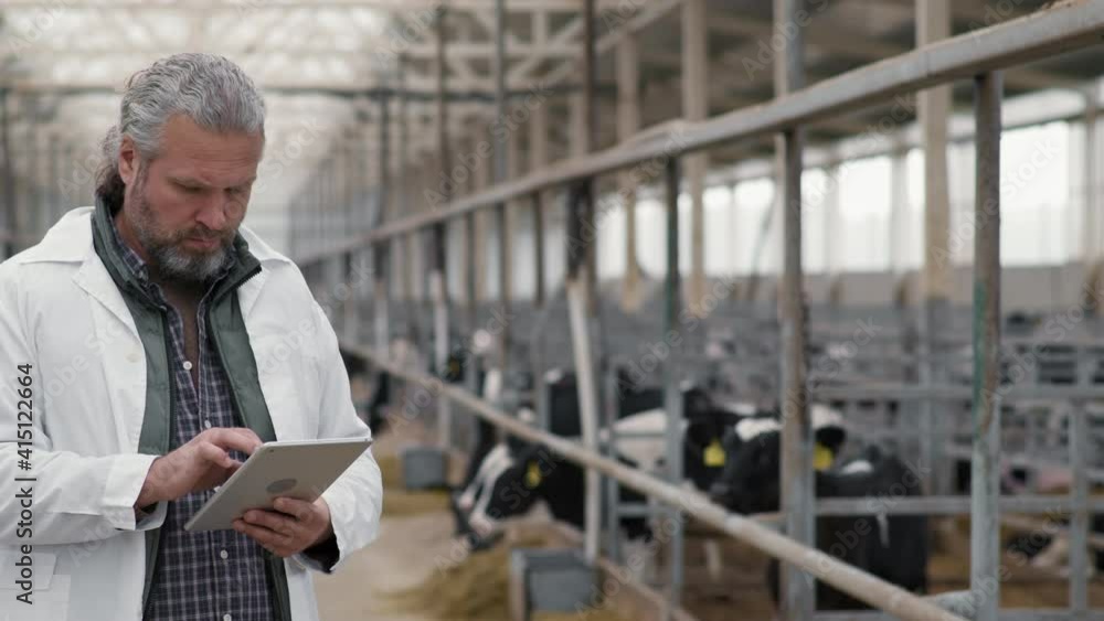 PAN shot of middle-aged man with grey hair and beard wearing lab coat using tablet at cattle farm with cows in feedlots PAN shot of middle-aged man with grey hair and beard wearing lab coat using tablet at cattle farm with cows in feedlots