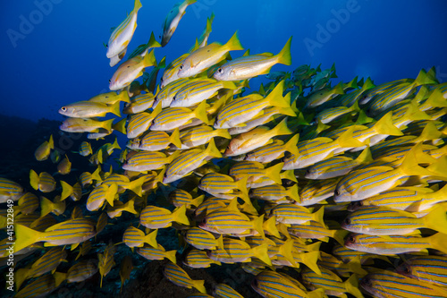 Large school of yellow Bluebanded snapper fish (Bluelined snapper) swimming away closeup of group