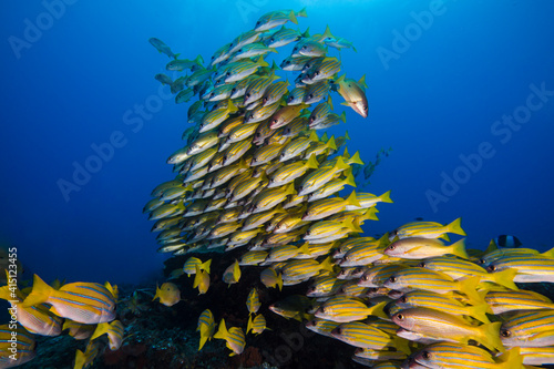 Large school of yellow Bluebanded snapper fish (Bluelined snapper) swimming over the reef with the surface visible