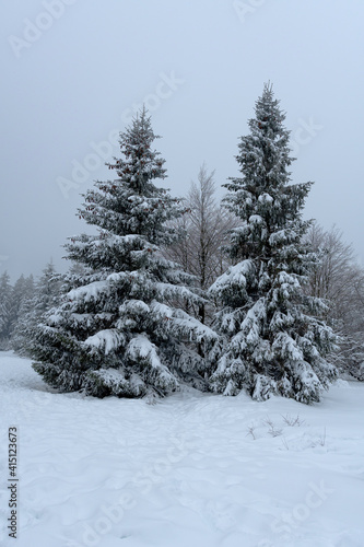 sapin en forêt d'hiver © Guillaume