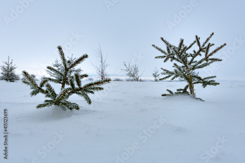 petit sapin en forêt d'hiver